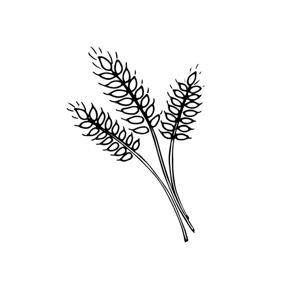 hand drawn Wheat ears cereal crop sketch. vector