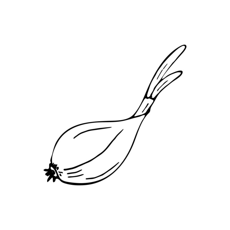 Simple garlic clove vector illustration 25882270 Vector Art at Vecteezy