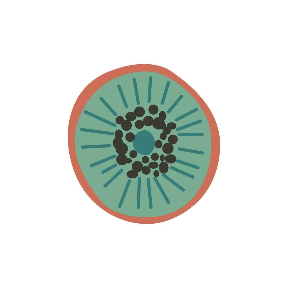 Fresh Kiwi cut juicy flesh with seeds, vector