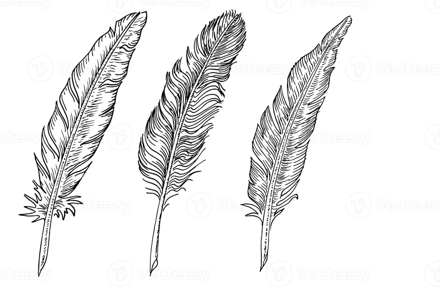 Set of bird feathers. Hand drawn illustration converted to vector. Outline with transparent background photo