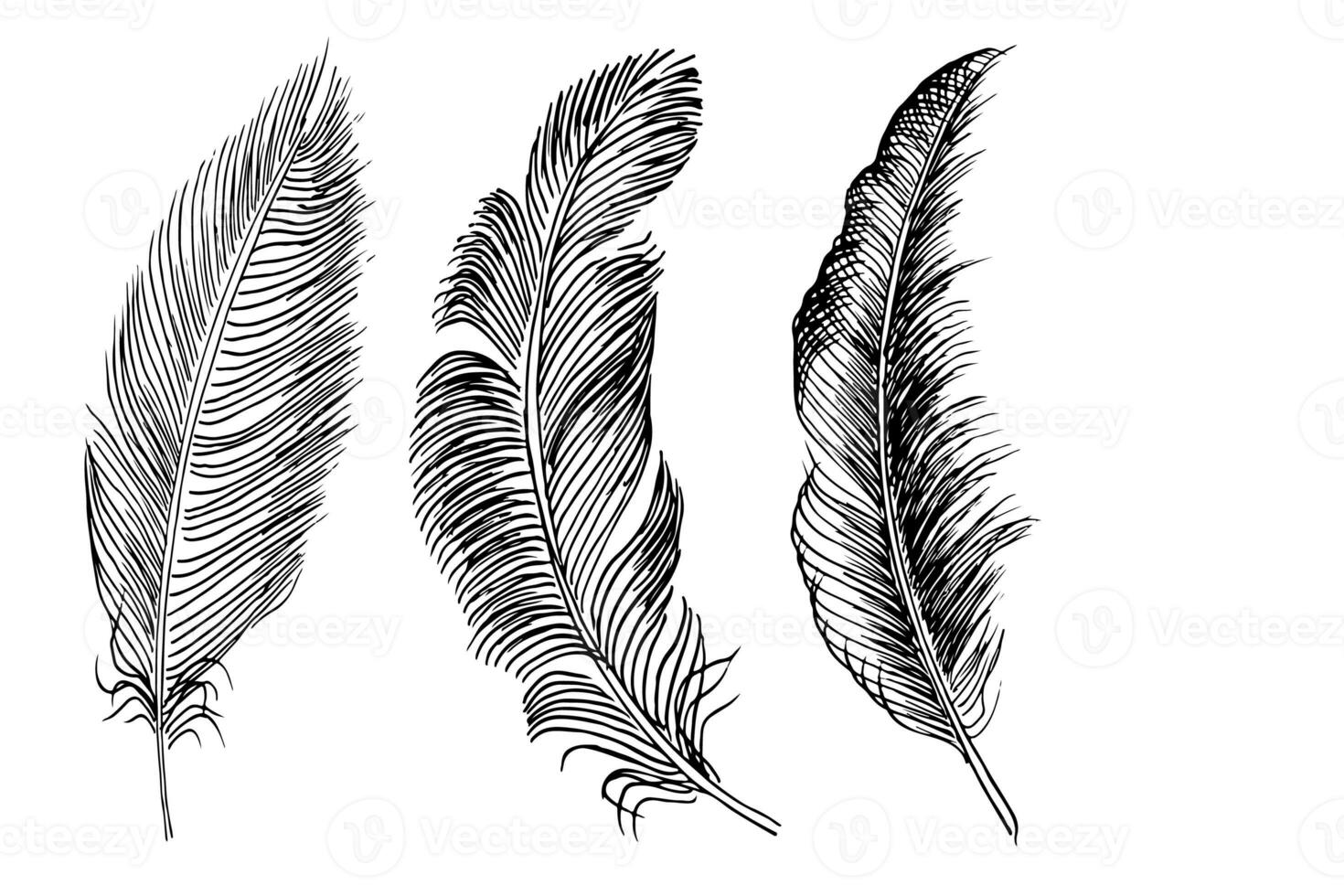 Set of bird feathers. Hand drawn illustration converted to vector. Outline with transparent background photo