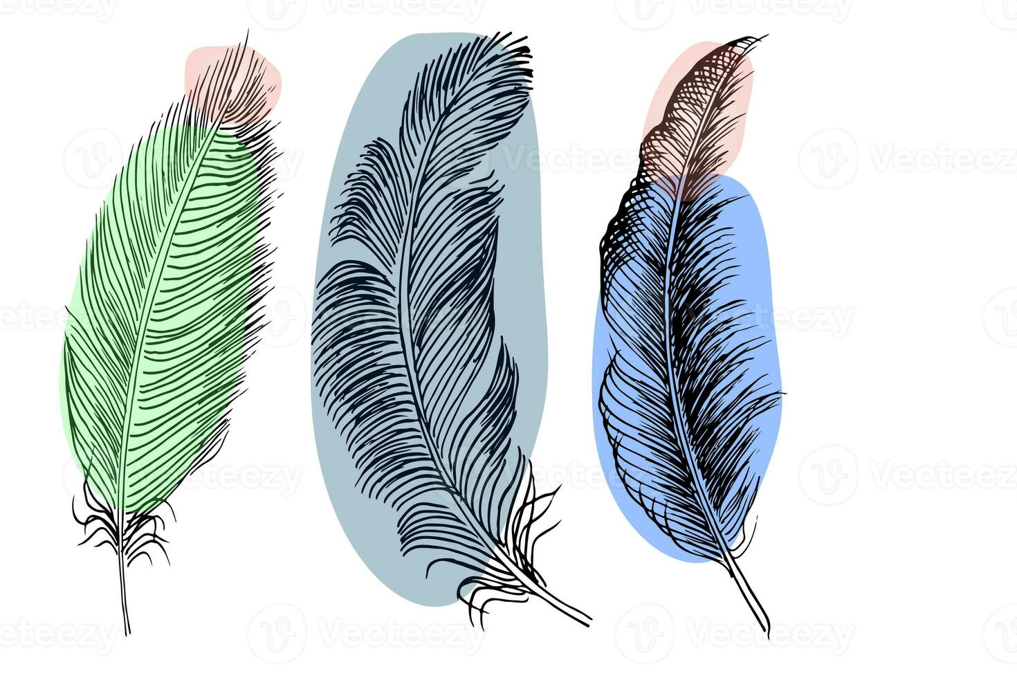 Set of bird feathers. Hand drawn illustration converted to vector. Outline with transparent background photo