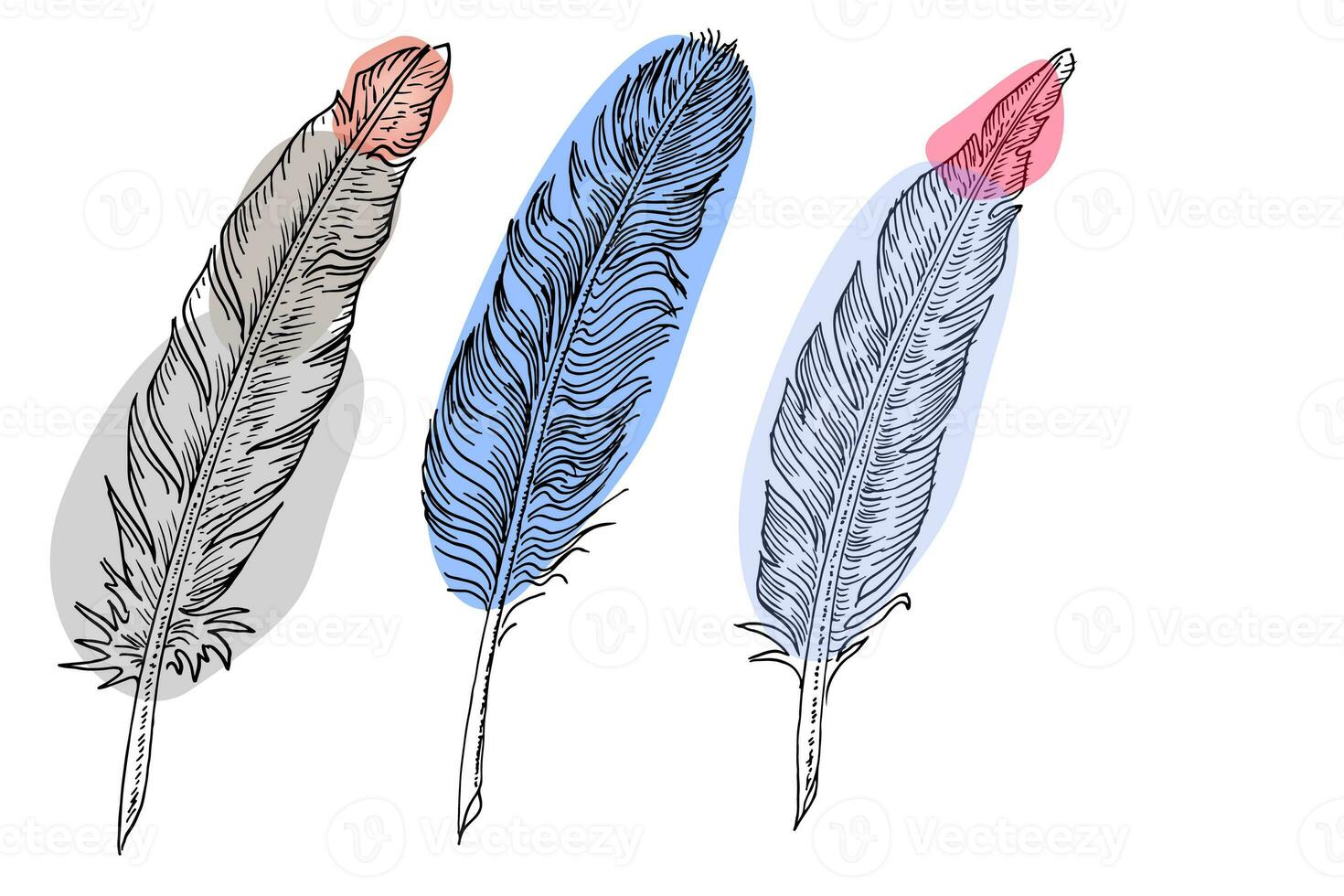 Set of bird feathers. Hand drawn illustration converted to vector. Outline with transparent background photo