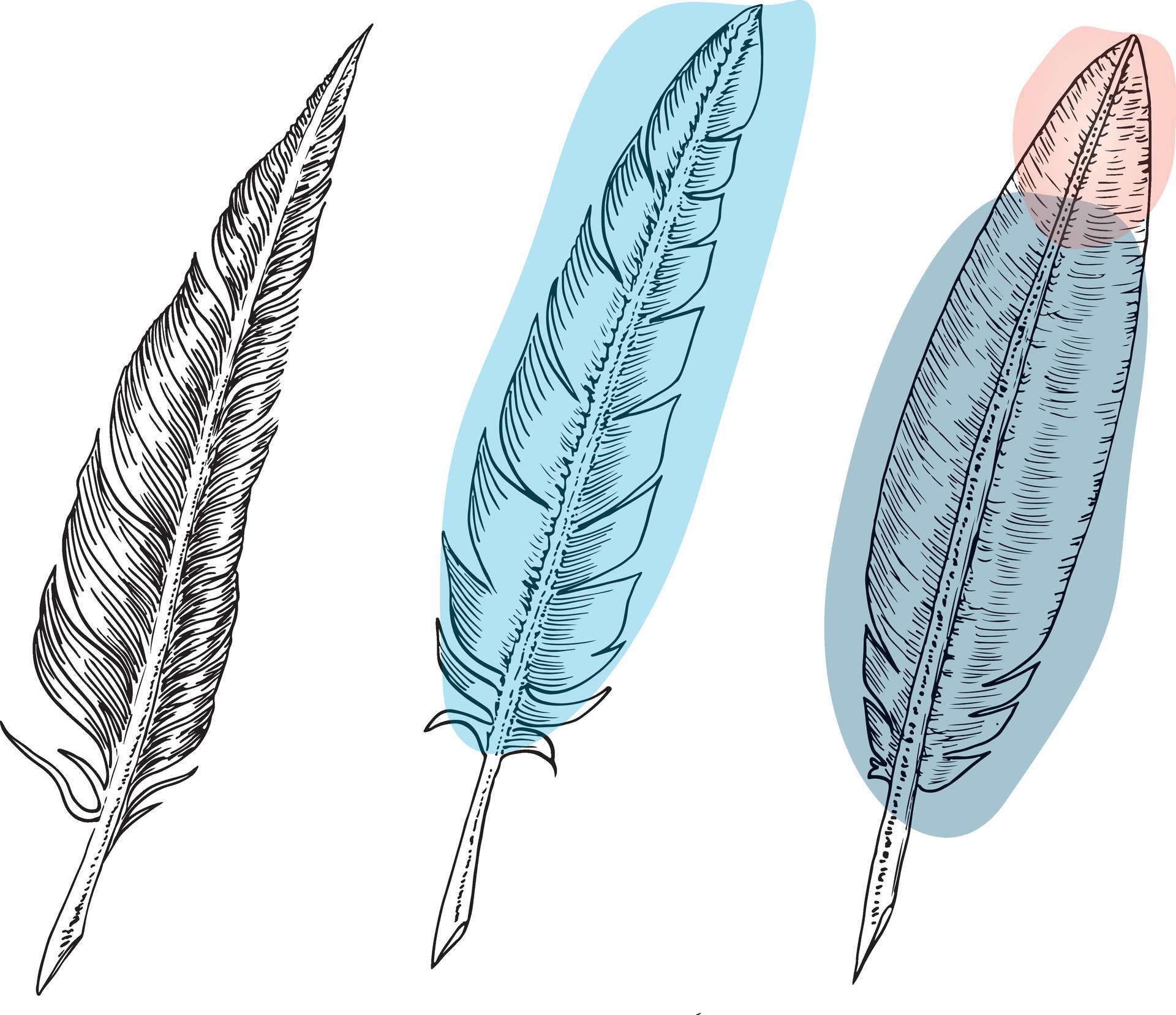 Hand drawn set of various colorful bird feathers Vector Image