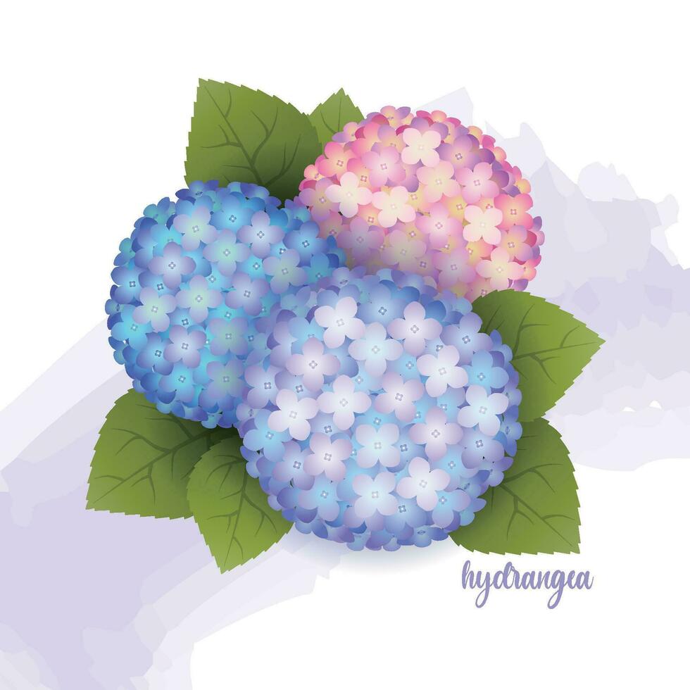 Cute Purple Pink Vector Hydrangea Flowers