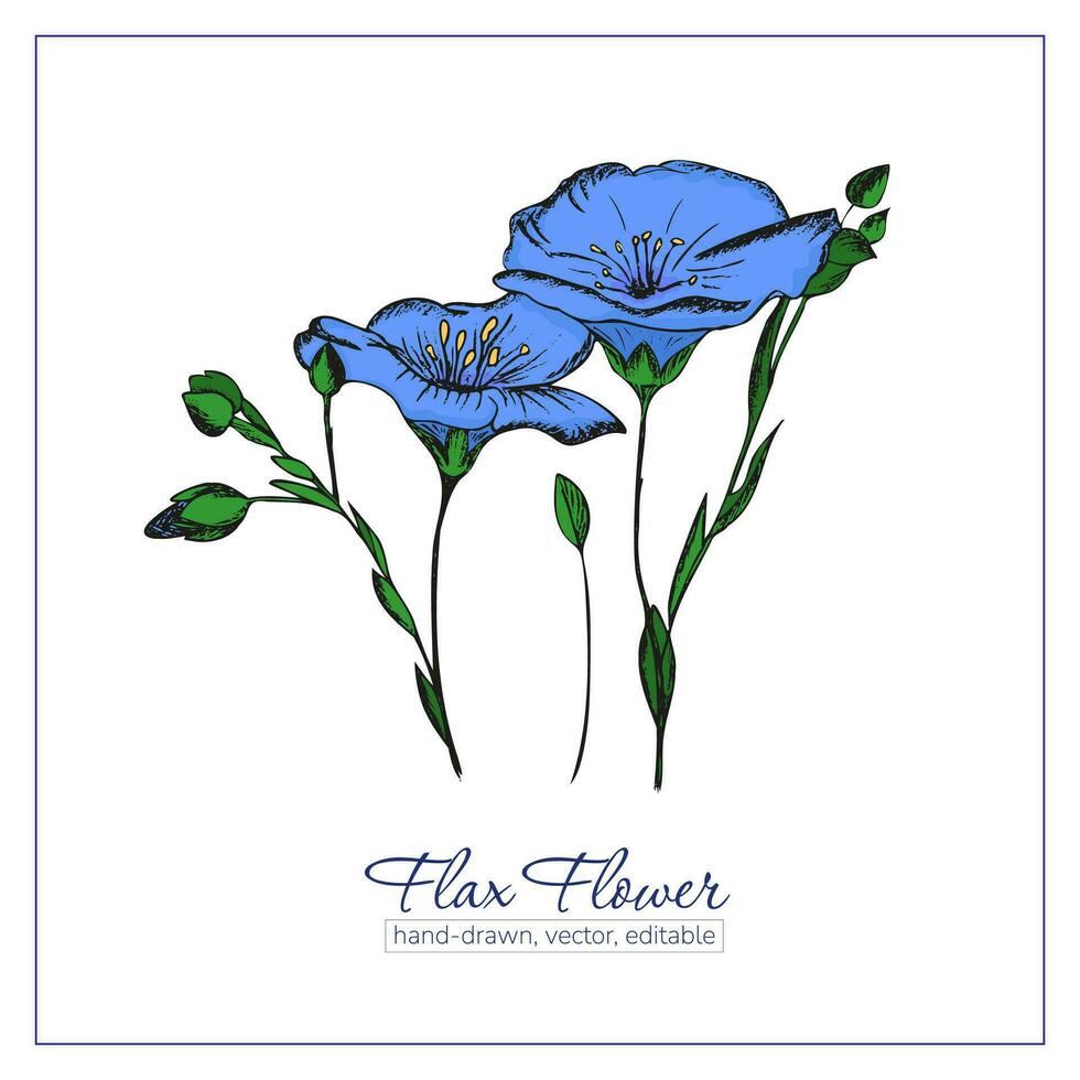 Colorful hand drawn flax flowers and flax seeds for design, decoration. Blue wildflower. vector