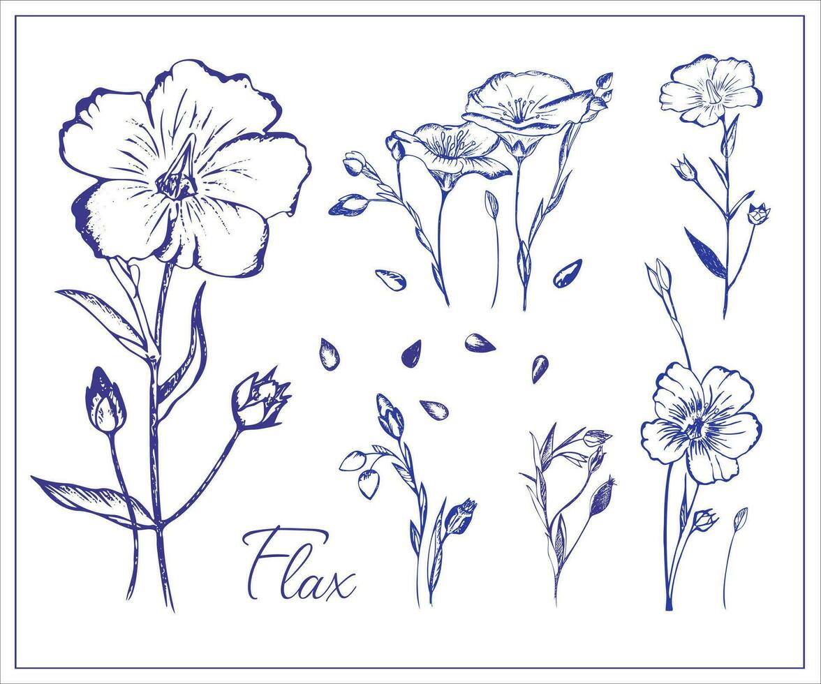 Flax flowers and seeds. Collection of Hand drawn illustrations, editable, vector. vector
