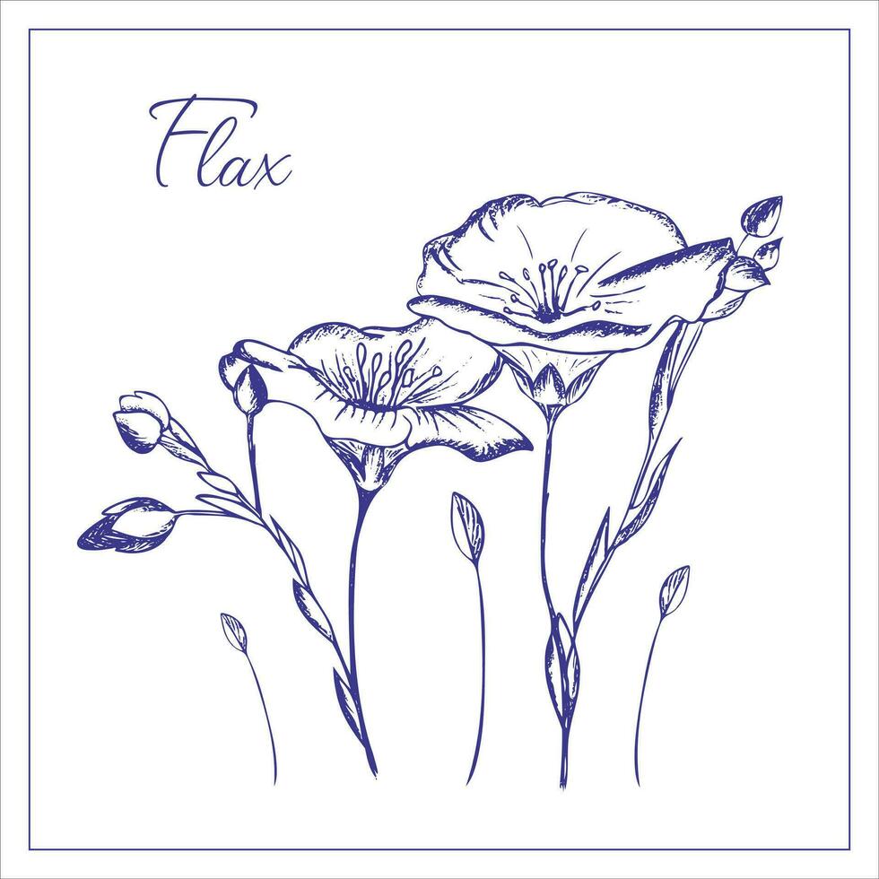 Flax flowers. Hand drawn realistic illustration of wildflowers for design, decoration editable, vector. vector