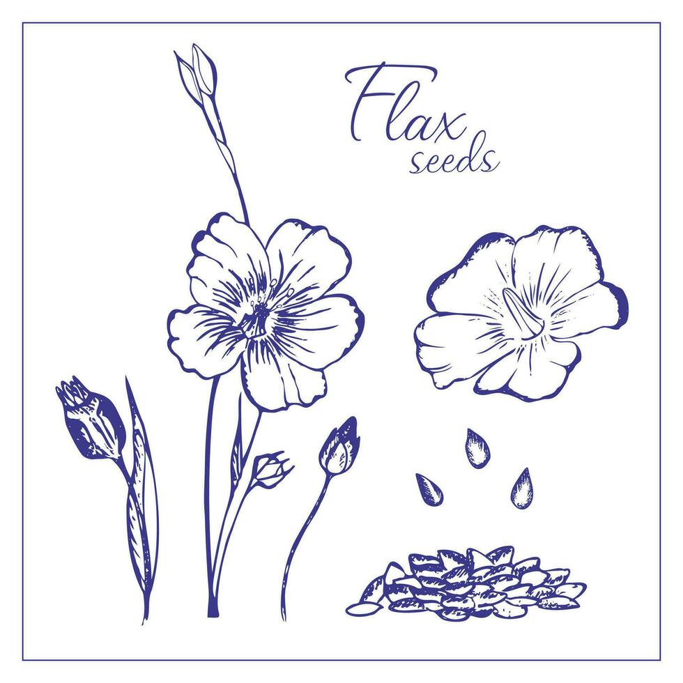 Flax flowers and flax seeds. Hand drawn realistic illustration of wildflowers for design, decoration editable, vector. vector