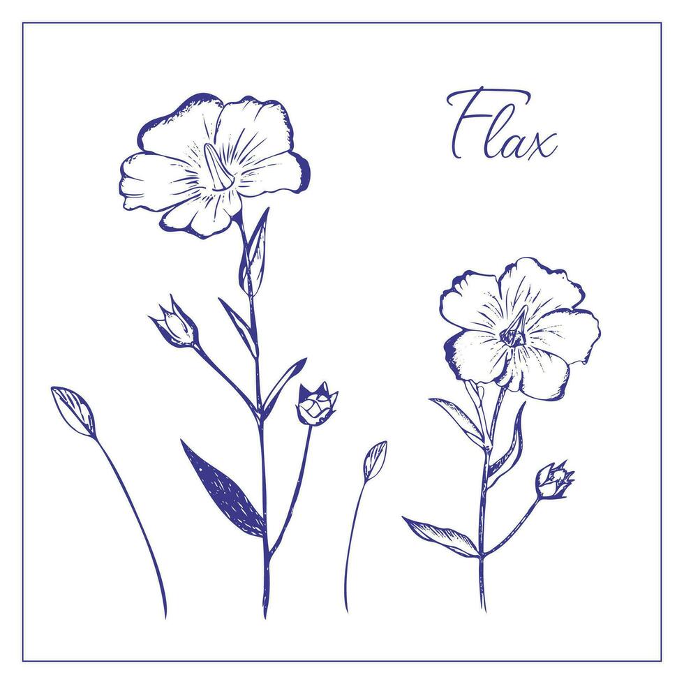 Flax flowers. Hand drawn realistic illustration of wildflowers for design, decoration editable, vector. vector
