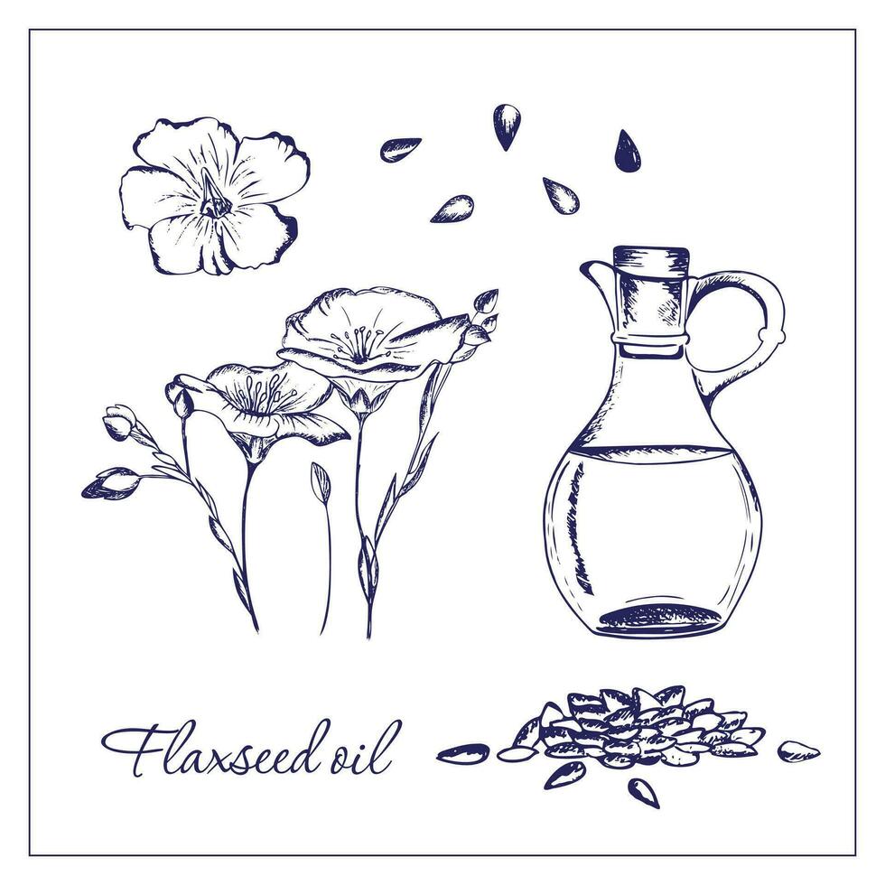 Flaxseed oil. Hand-drawn illustration of a jar with flaxseed oil, flax flower and flax seeds. Suitable for tags, labels, illustration for articles, food books. vector