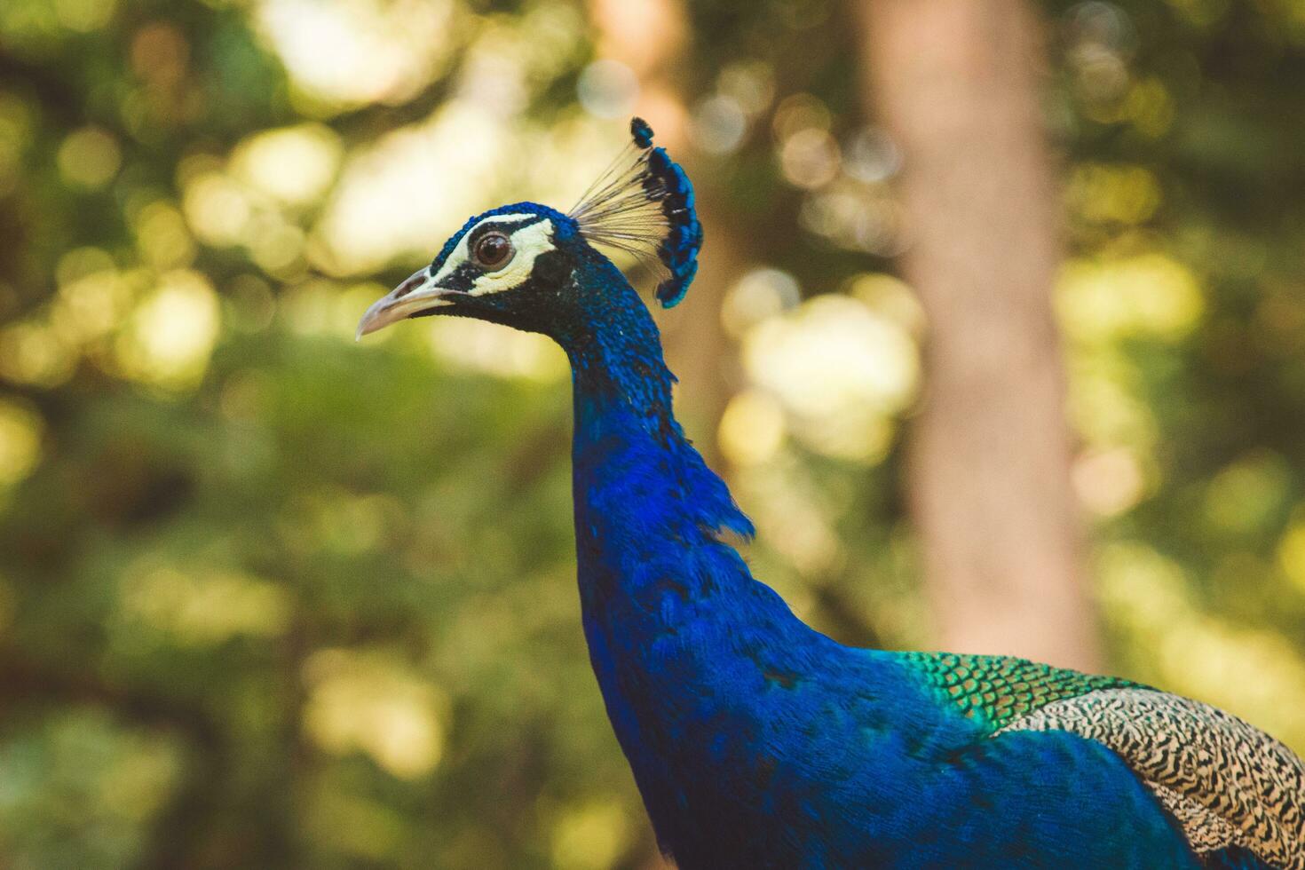 blue peacock bird photo