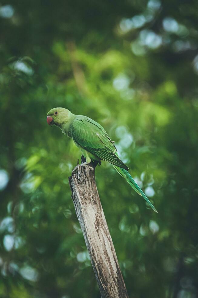 selective focus photography of parrot photo