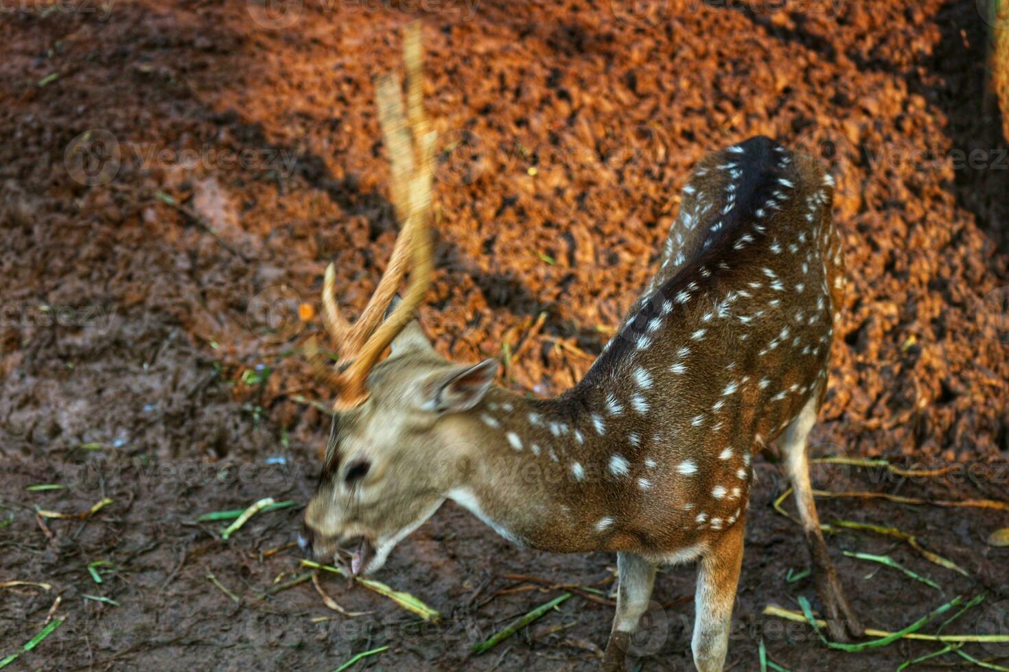 Rusa Totol with the scientific name Axis axis at Zoo in Ragunan. Other names are Spotted deer photo