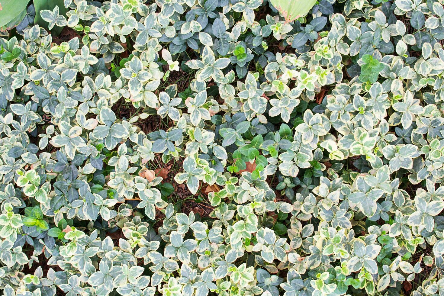Top view of ornamental grass named Argenteovariegata, Euonymus fortunei Emerald with green-yellow leaves. Background of spring, summer, autumn nature photo