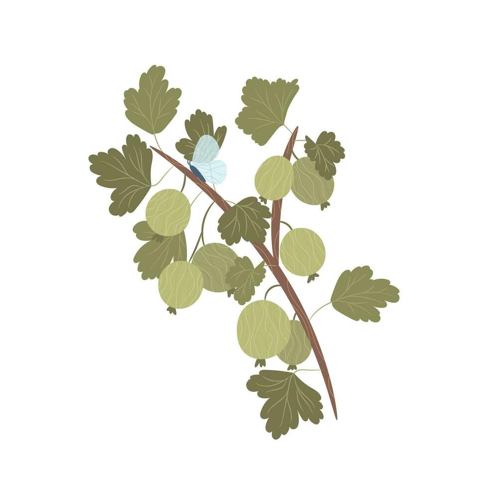 Gooseberry plant, Vector illustration