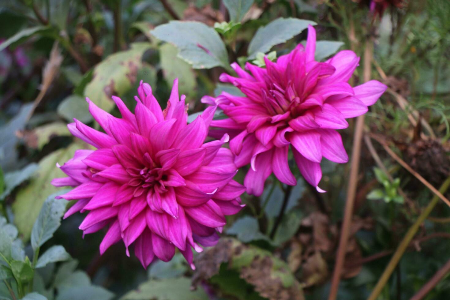 A wonderful flower garden. The flowers are very beautiful. photo