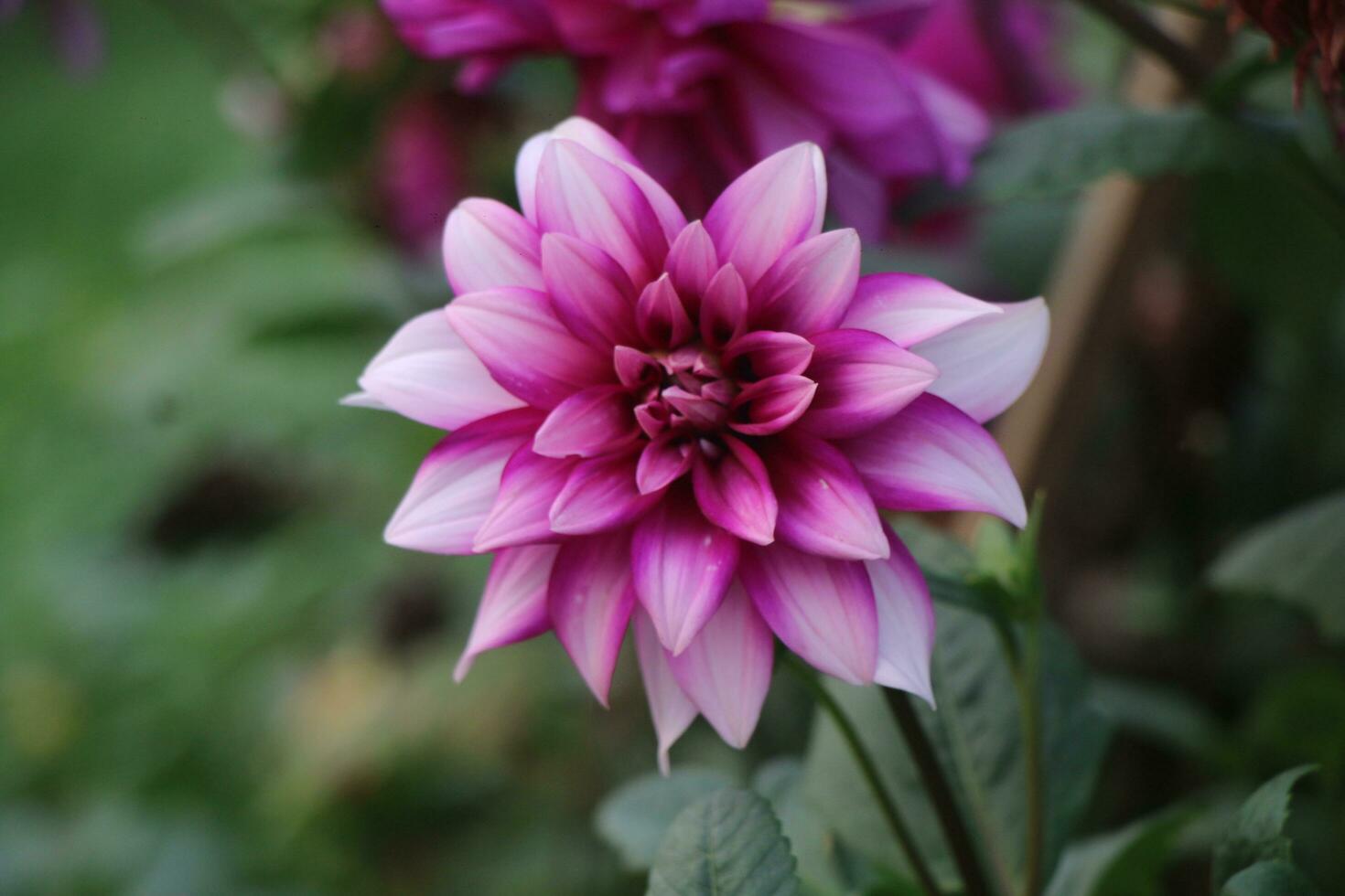 A wonderful flower garden. The flowers are very beautiful. photo