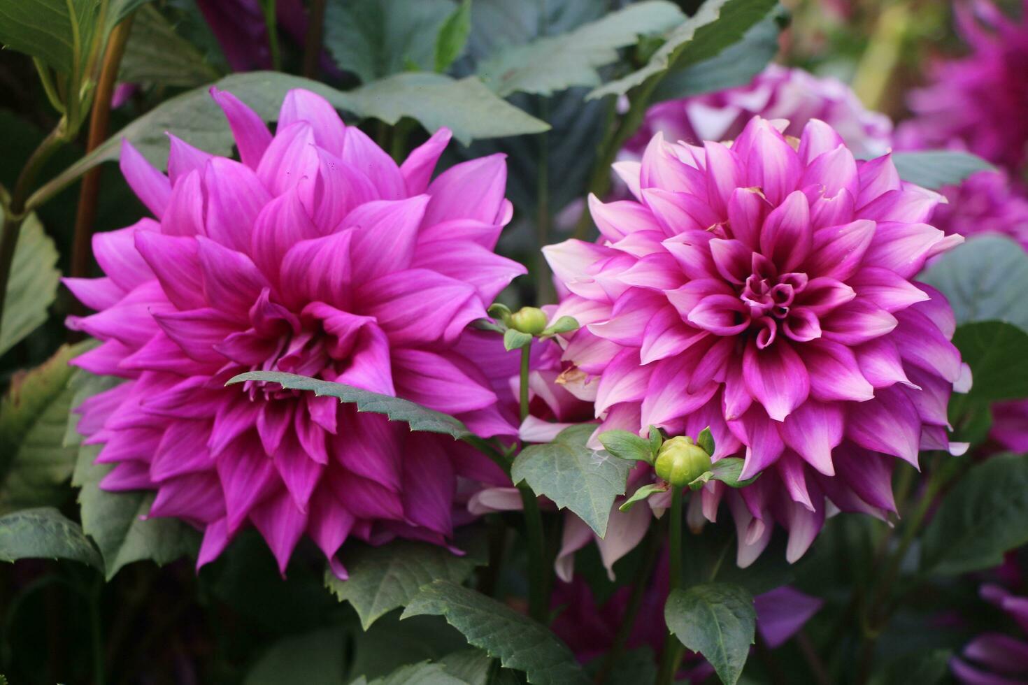 A wonderful flower garden. The flowers are very beautiful. photo