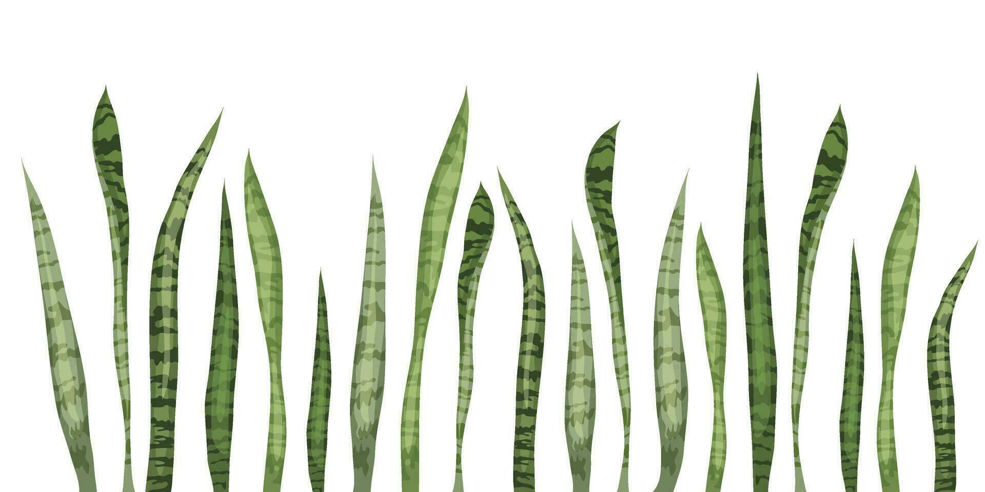 Seamless border sansevieria flower on a white background. vector