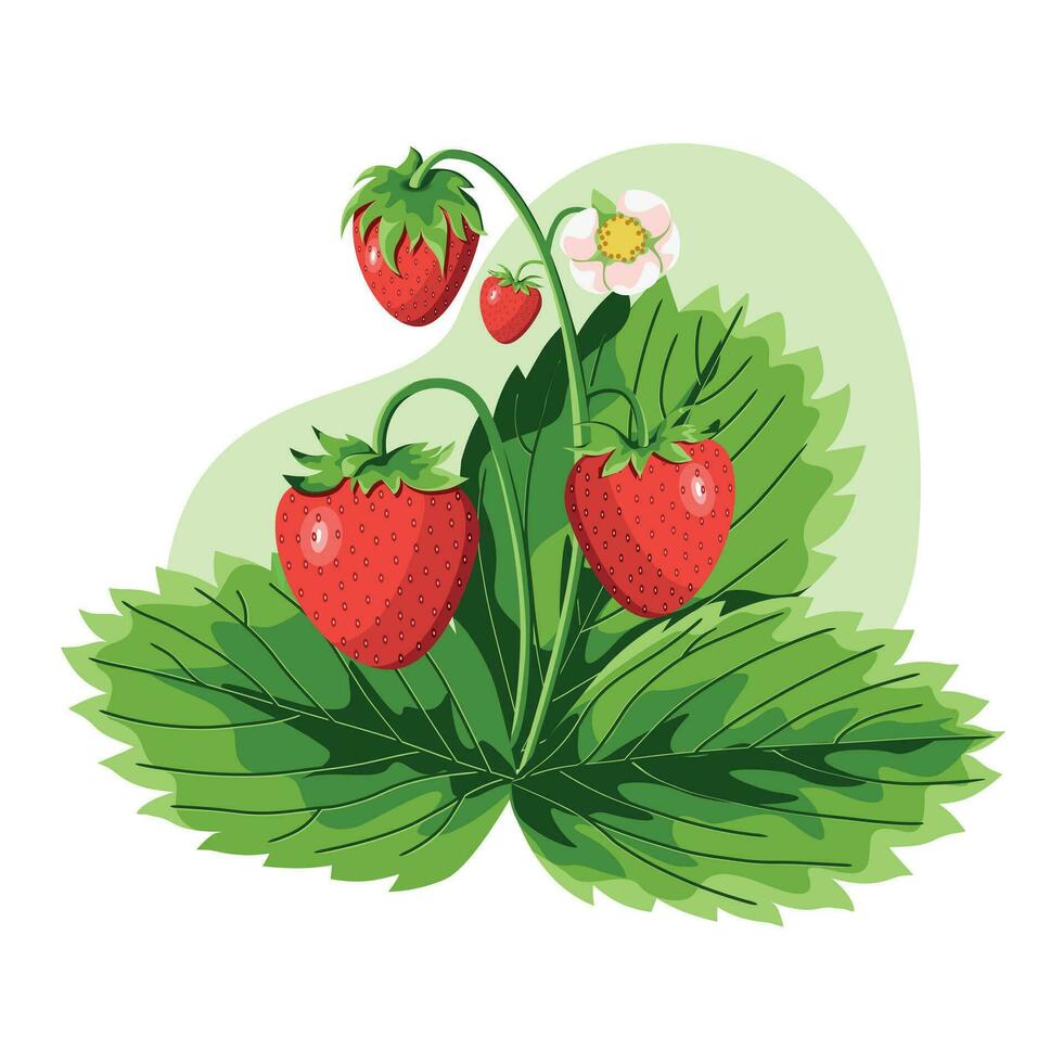 StrawRed strawberries. Strawberries flowers and green leaves. vector