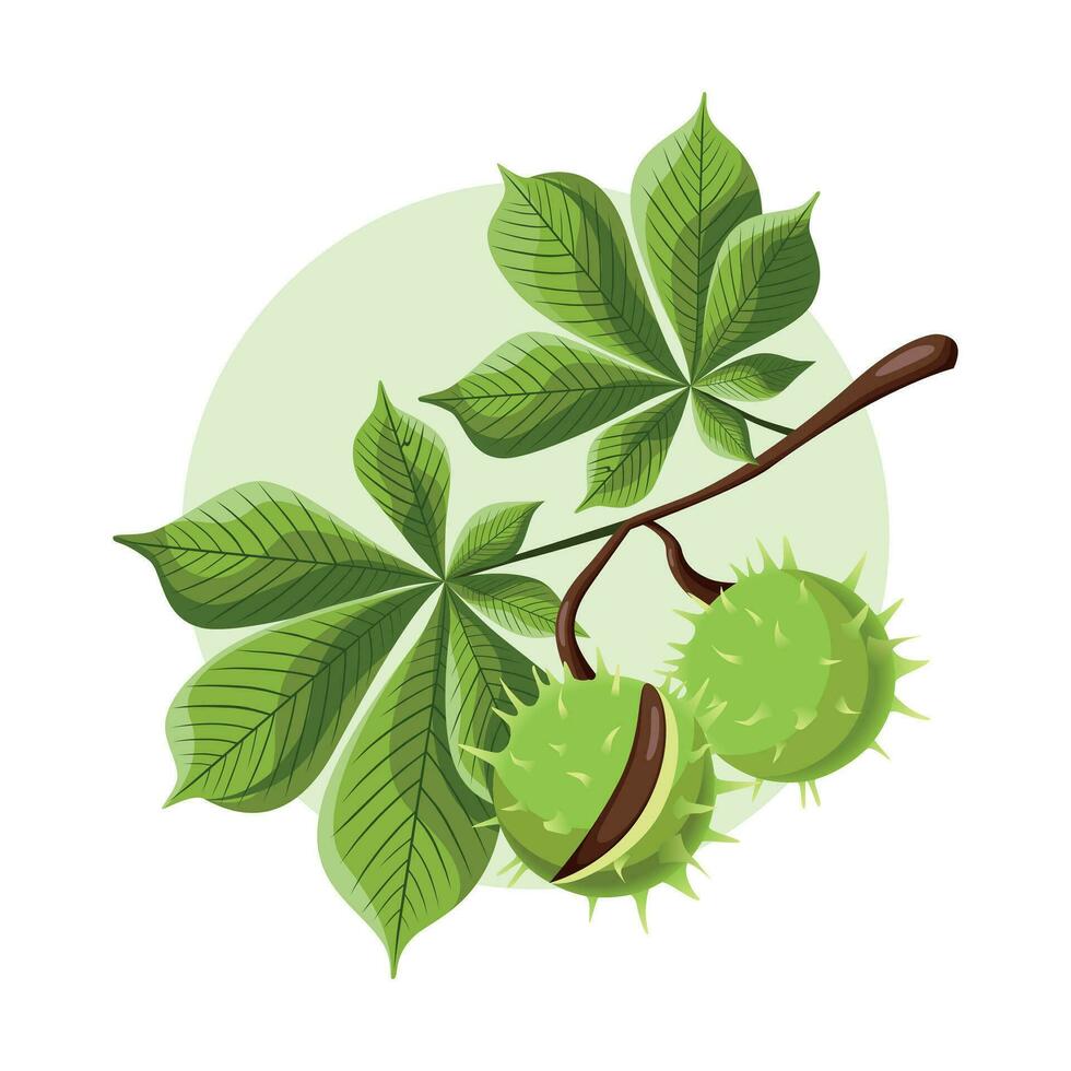 Horse chestnut fruits with leaves on a branch. vector