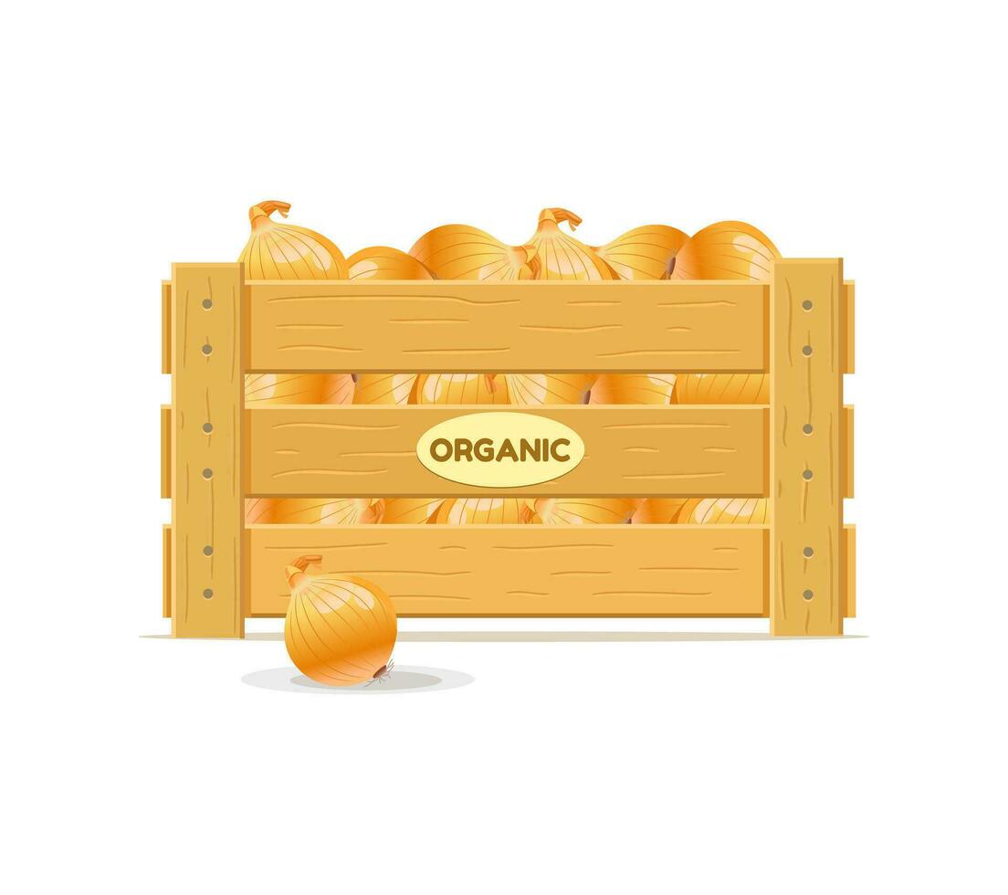Wooden box with bulbs on a white background. Onion. Vector illustration
