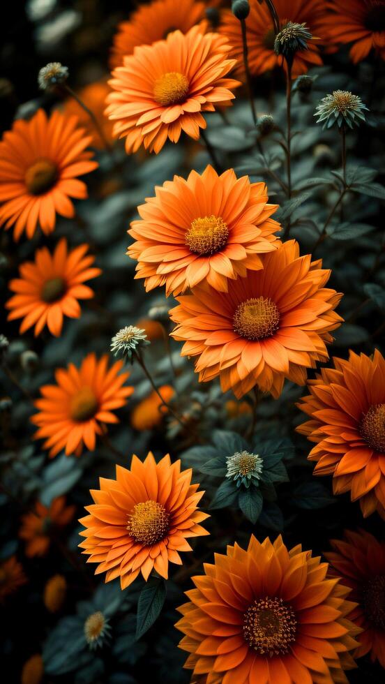 colourfull flower background. photo