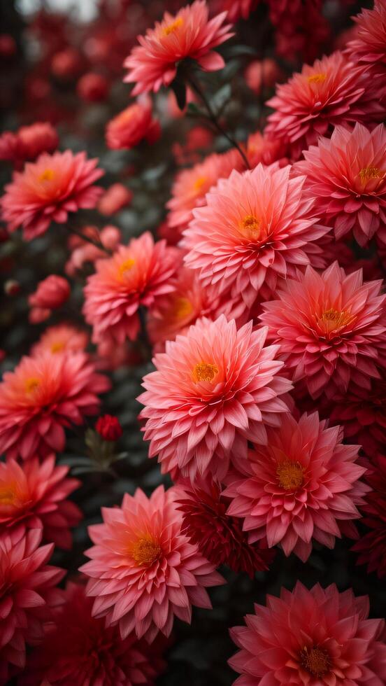 colourfull flower background. photo