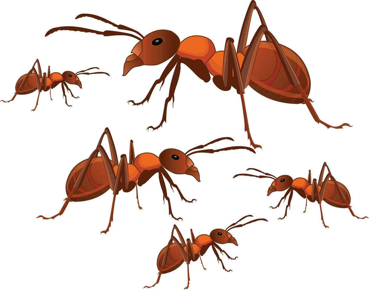 ant vector with  many ants