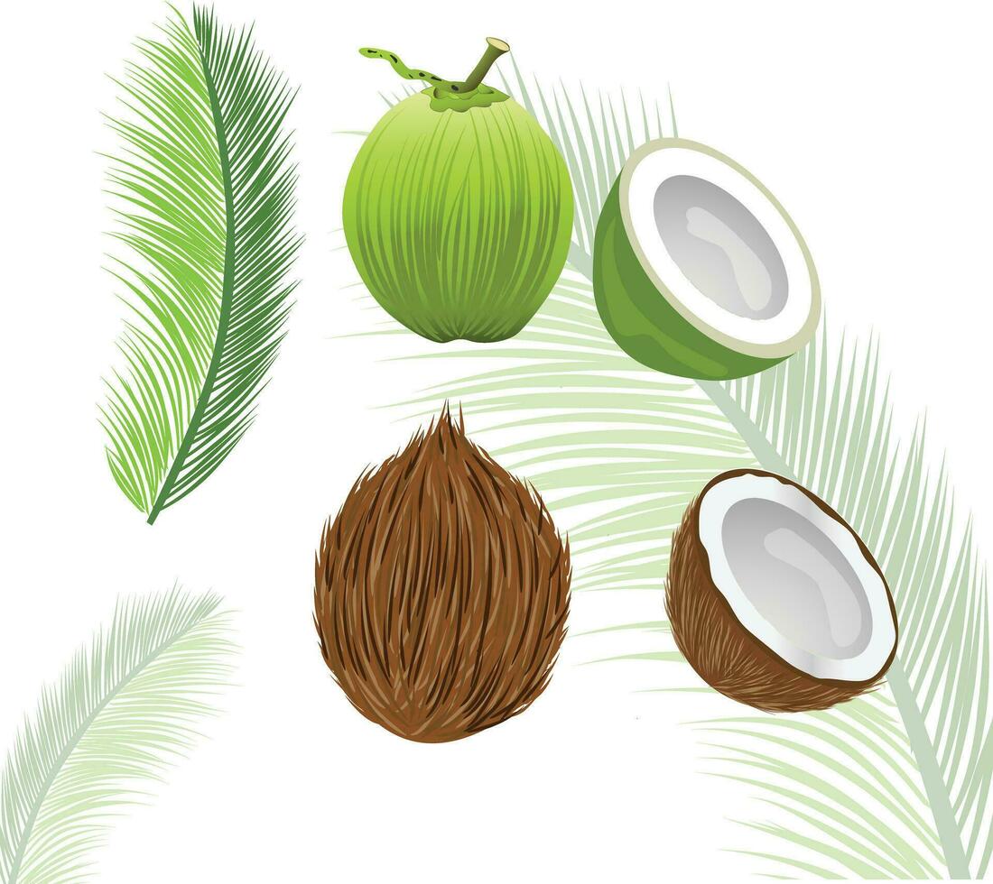 coconut with young and  old coconut and  leave vector