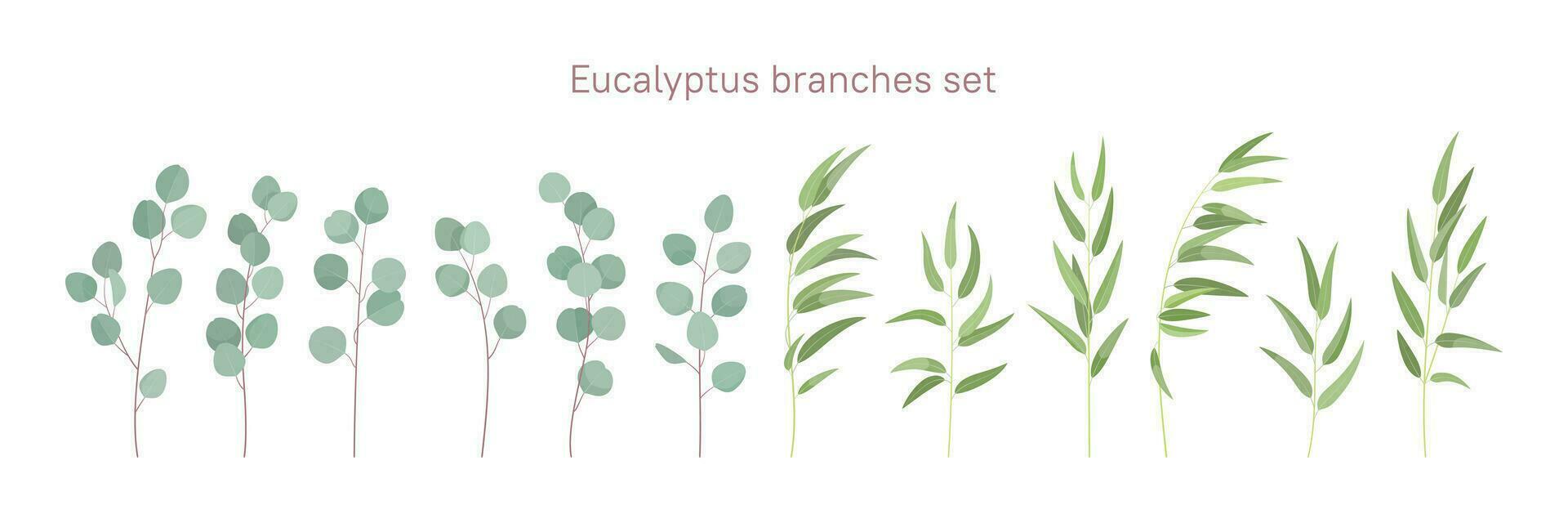 Eucalyptus branches set. Floral elements for your design in flat style. vector