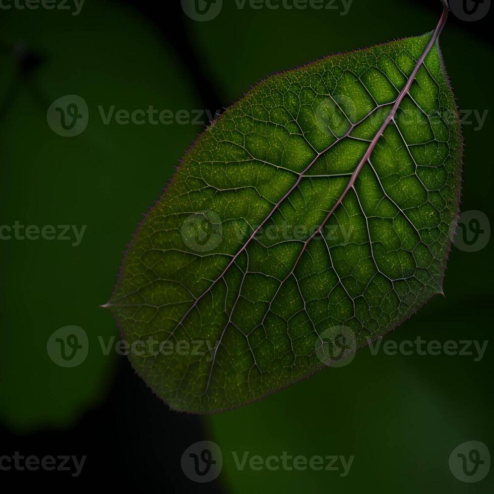 leaf close up image, leaf green image photo