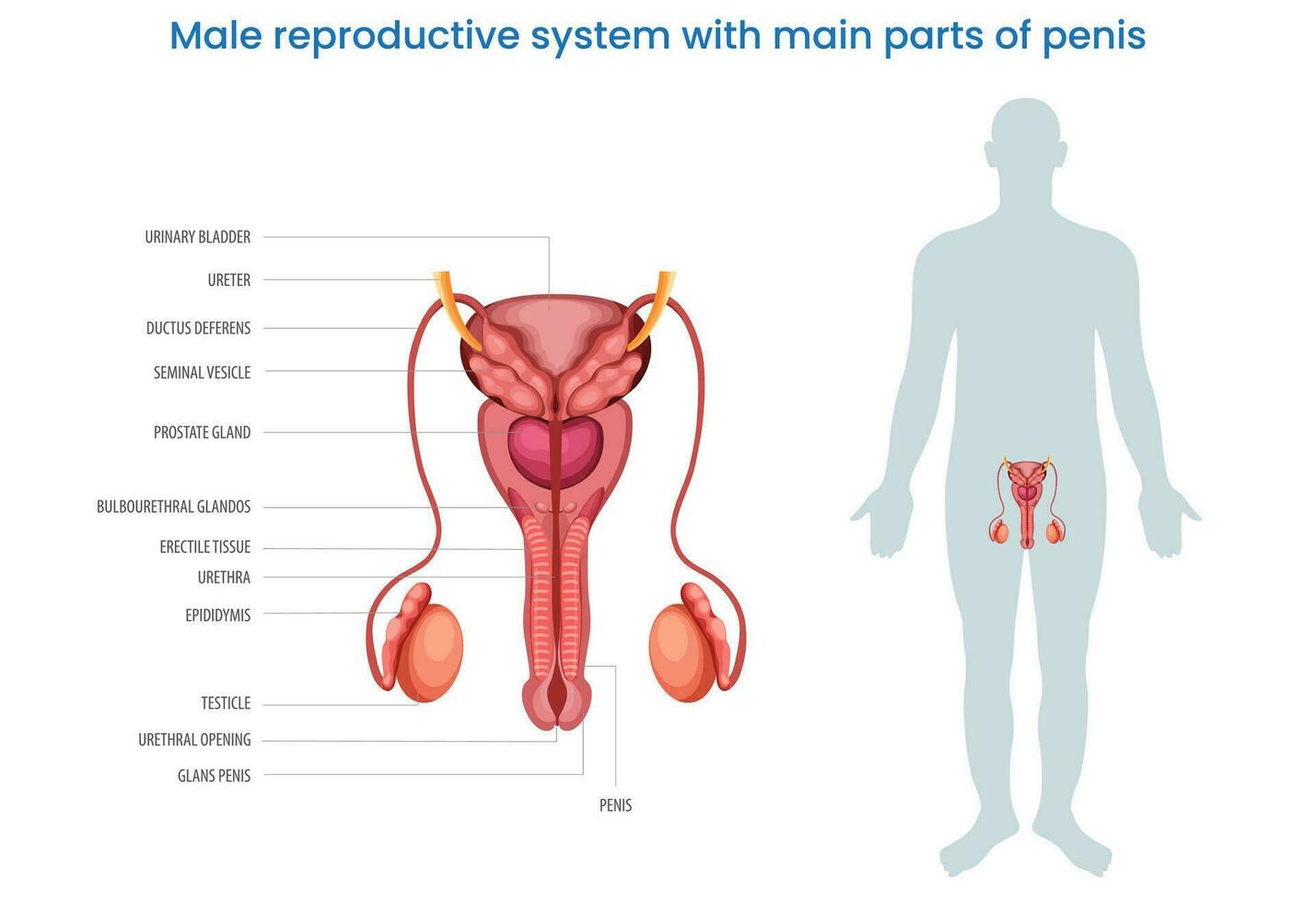 Male reproductive system with main parts of a penis labeled diagram vector