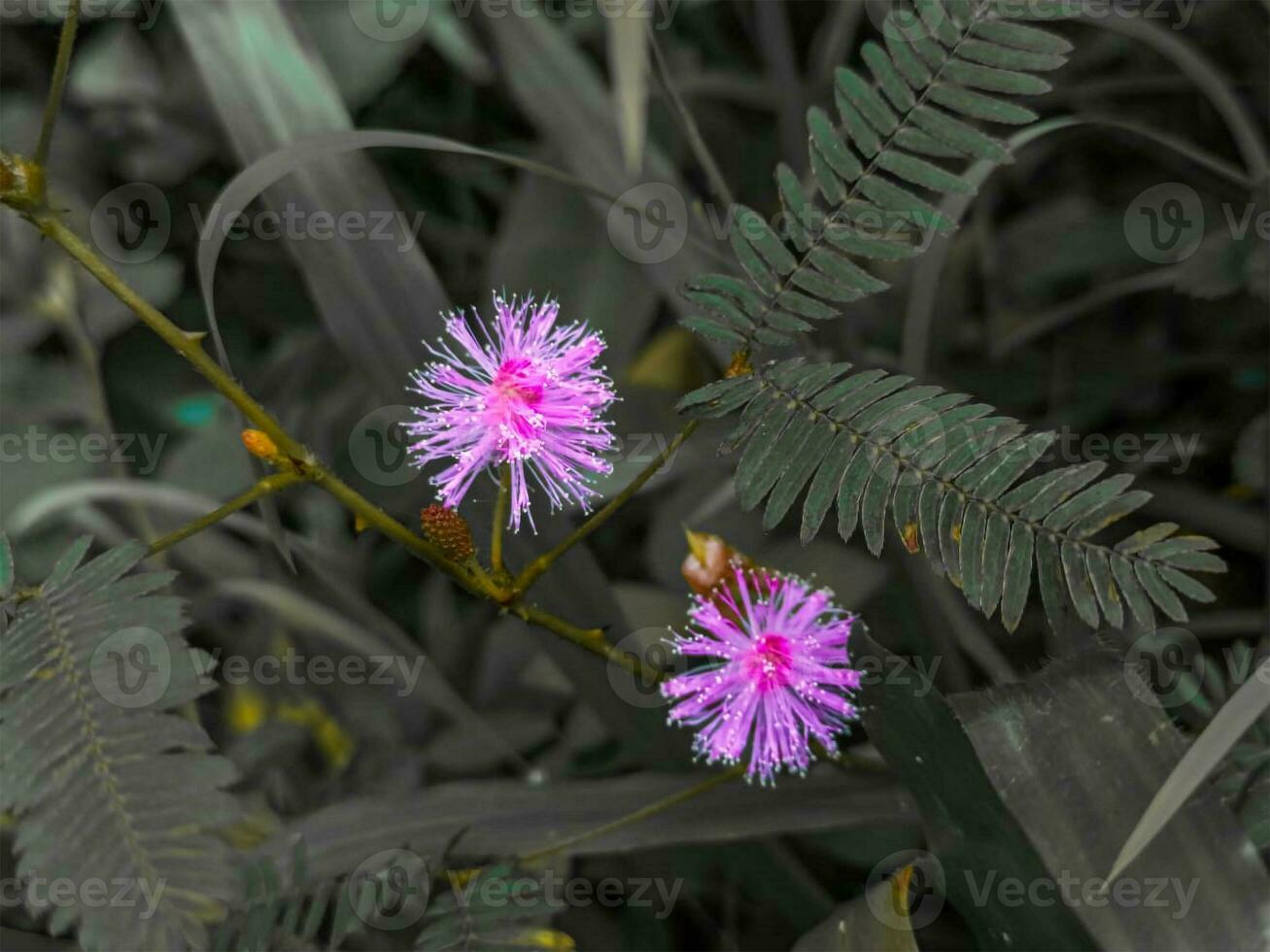 Beautiful blurred background image of spring nature with flowers. photo