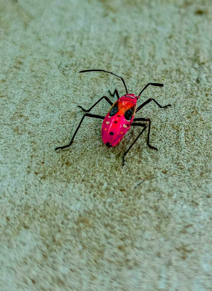 red bug on a leaf photo