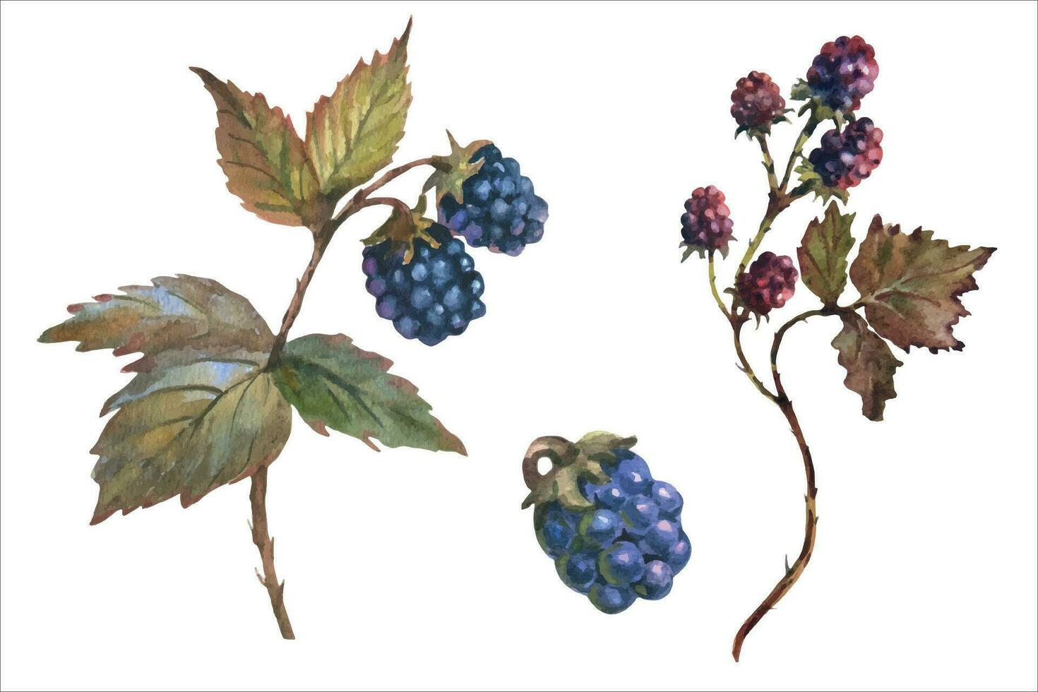 Set of blackberries on a branch. Watercolor Berry, vector illustration