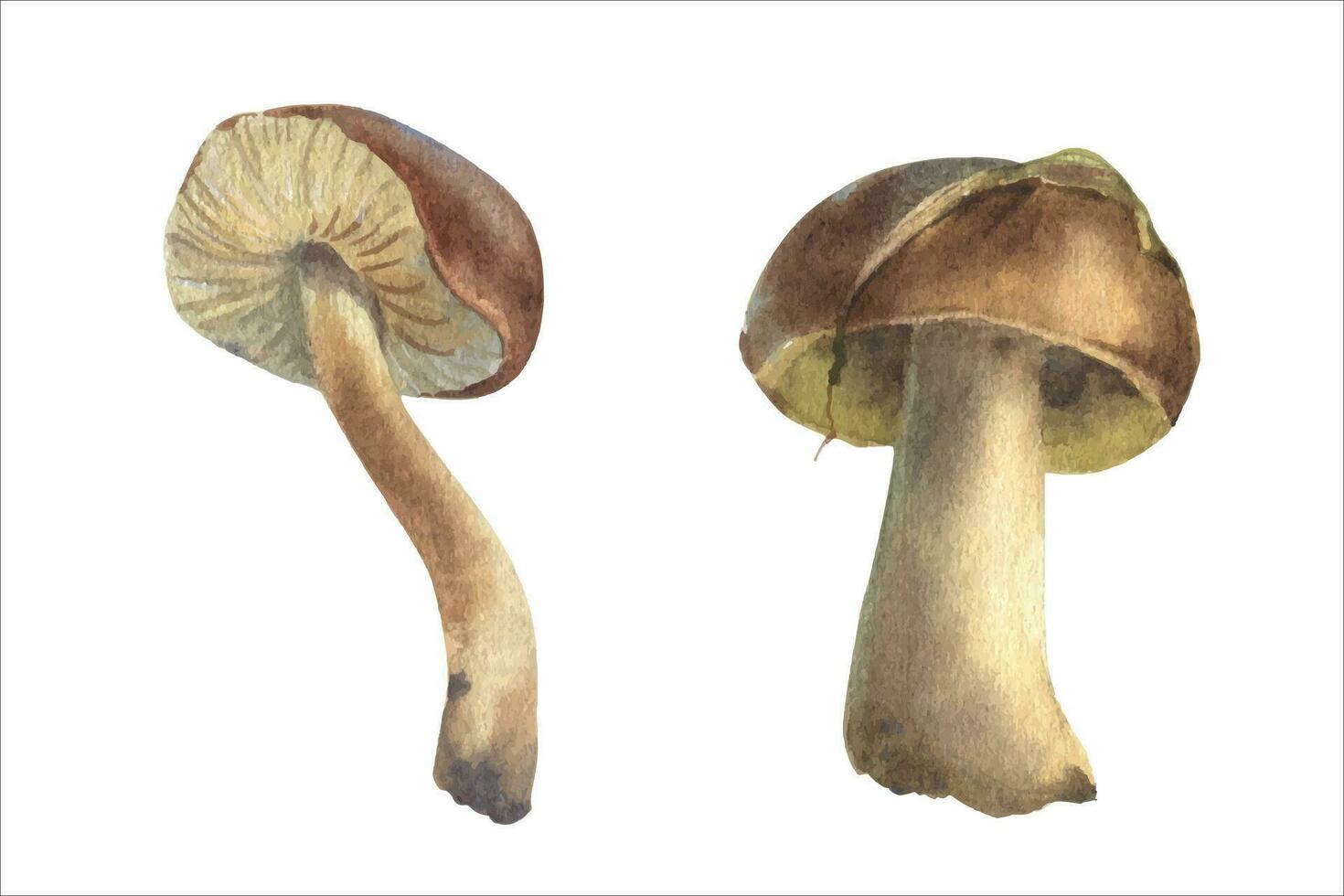 Boletus mushroom watercolor, big white mushroom, spongy mushroom, vegetarian gourmet cuisine, vector illustration.