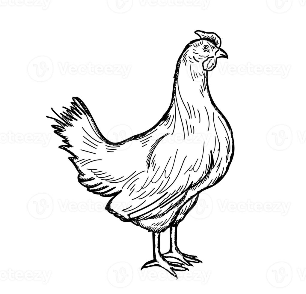 Side view portrait of a laying hen.Broiler farmhouse.Doodle style photo