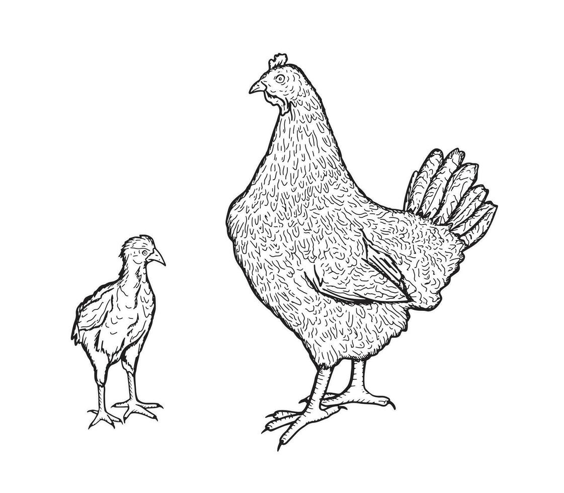 Hen and chick handmade. Poultry, broiler, farm animals. Vintage sketch.Vector illustration. vector