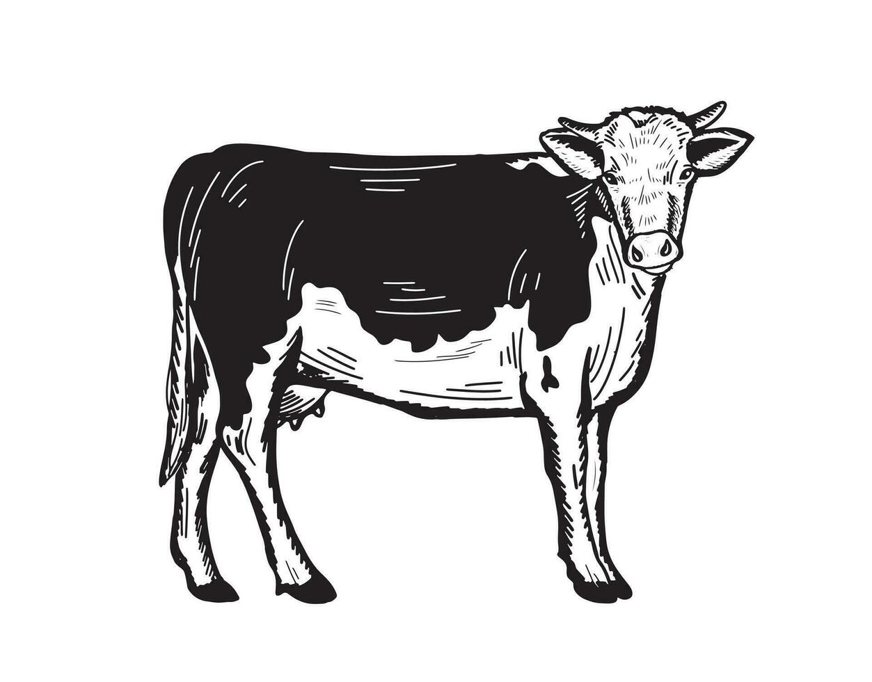 Tribal cow hand drawn sketch. Pasture cattle. Livestock.Vector illustration. vector