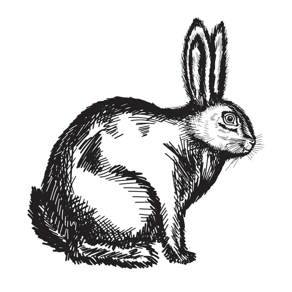 Cute domestic rabbit hare.Easter and new year.Hand drawn sketch.Vector illustration. vector