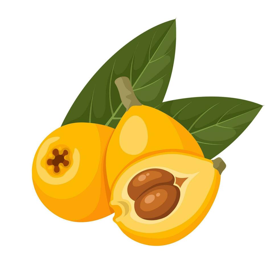 Vector illustration of ripe loquat fruit, whole and halved, with green leaves, isolated on white background.