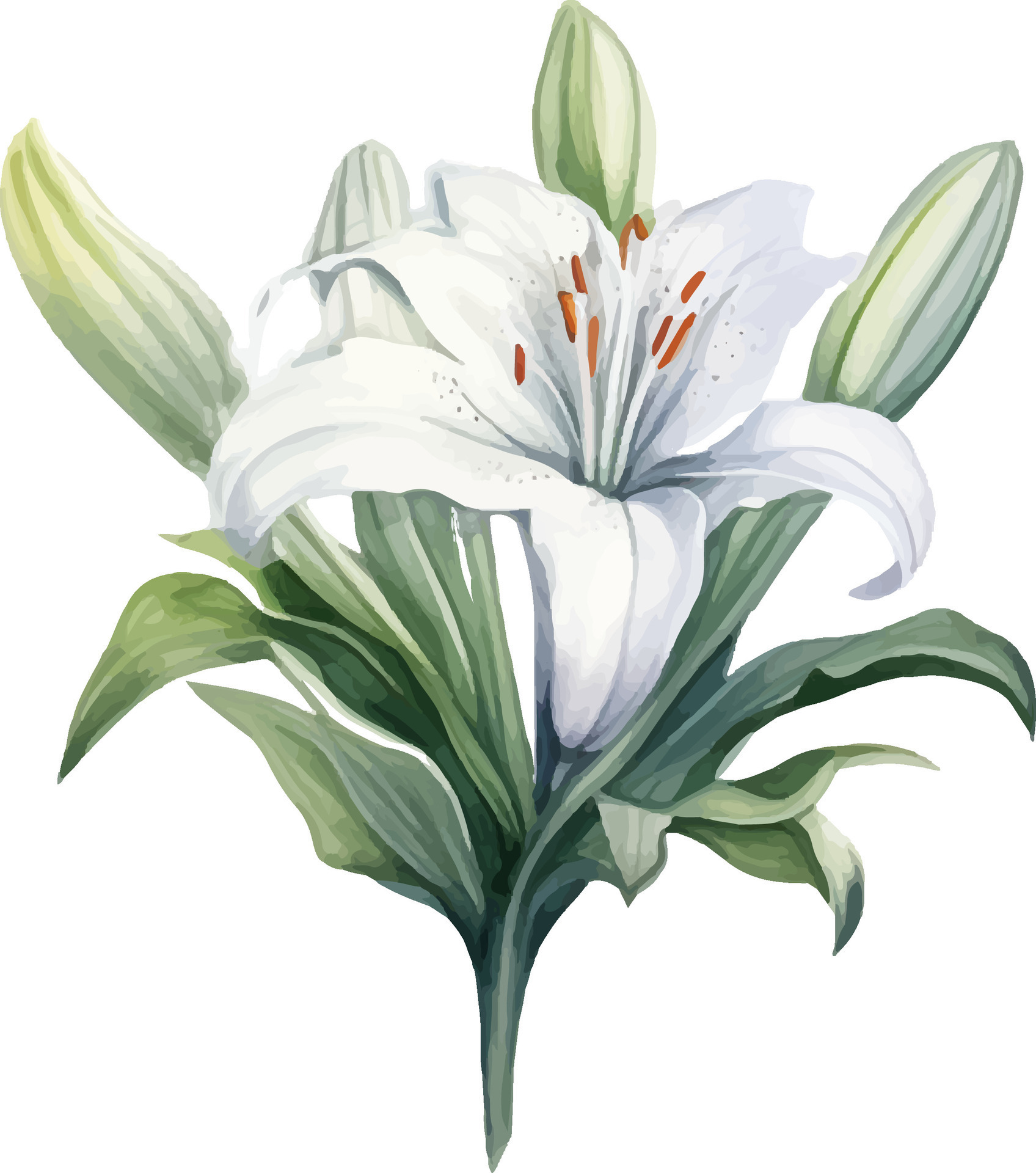 Vector single white lily branch with flowers and leaves on a white