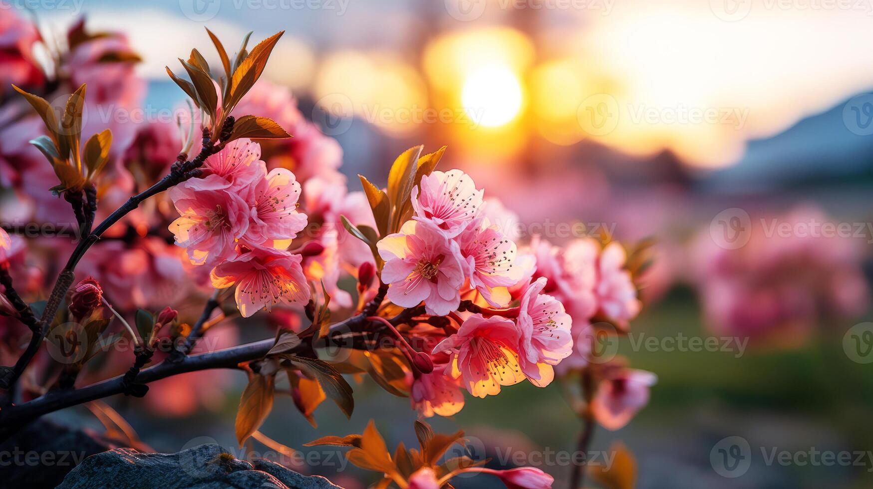 Rose color set flowers on tree field with sunset. photo