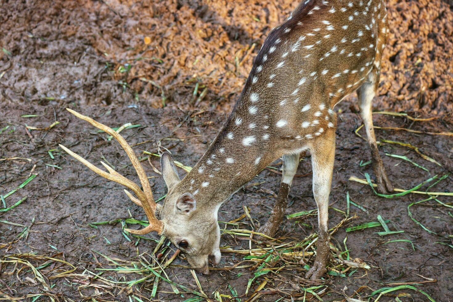 Rusa Totol with the scientific name Axis axis at Zoo in Ragunan. photo