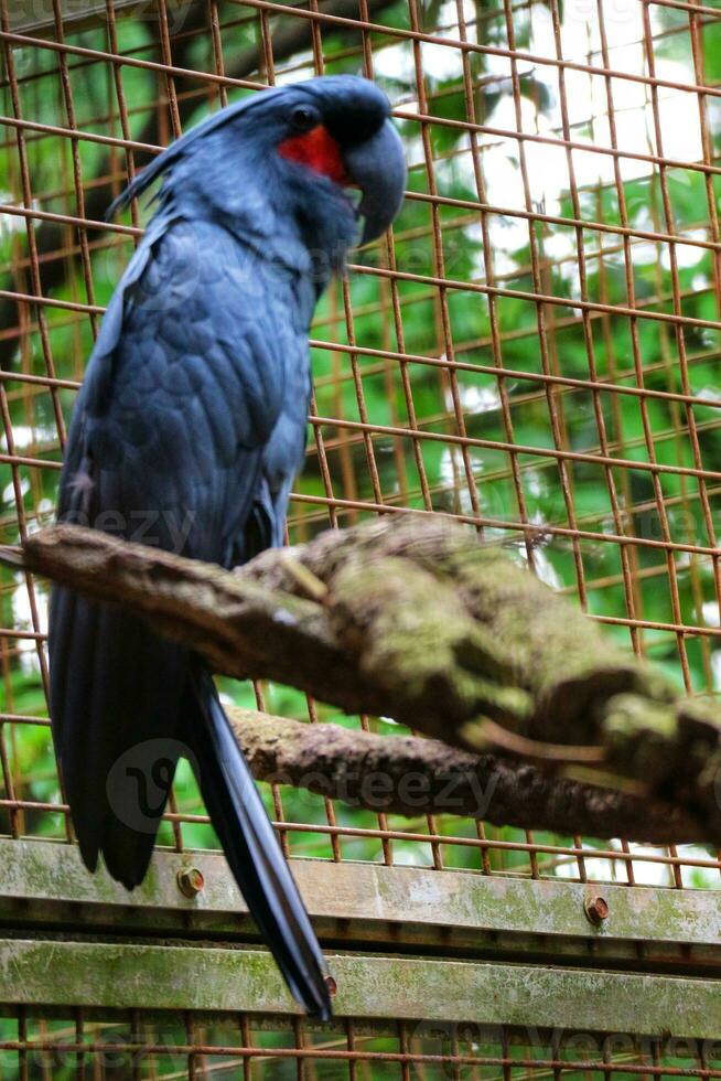 Kakak tua raja or Probosciger aterrimus or The palm cockatoo, also known as the goliath cockatoo or great black cockatoo, is a large smoky grey or black parrot of the cockatoo family photo