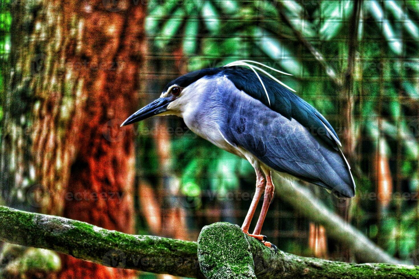 Black crowned night heron which has the scientific name nycticorax nycticorax at the zoo in Ragunan. photo