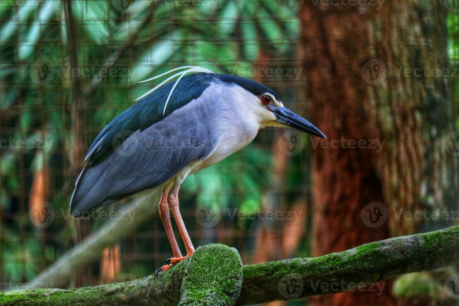 Black crowned night heron which has the scientific name nycticorax nycticorax at the zoo in Ragunan. photo