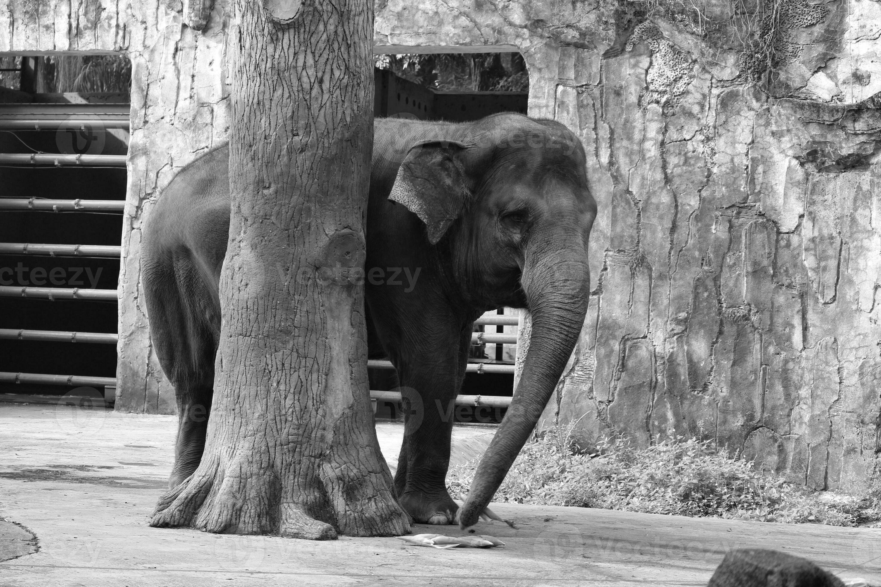 This is photo of Sumatran elephant Elephas maximus sumatranus in the